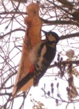 [Rozmiar: 29527 bajt�w]