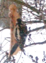 [Rozmiar: 16036 bajt�w]