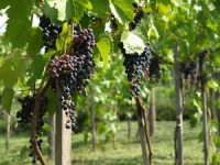 [Rozmiar: 33891 bajt�w]